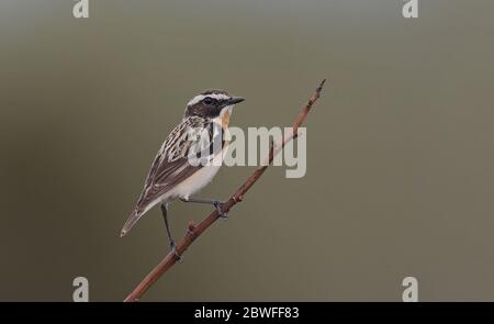 Whinchat, Saxicola rubetra, assis sur une branche avec un fond propre Banque D'Images