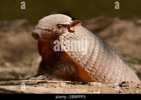 Libre big hairy armadillo armadillo poilue ou grande (Chaetophractus villosus) Banque D'Images