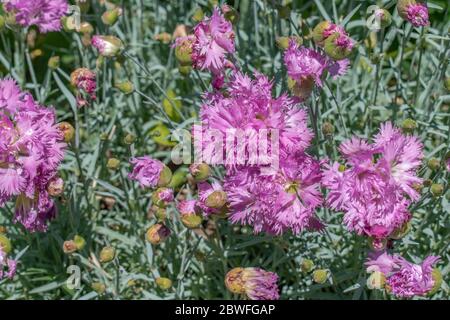 Dianthus plumarius rose dans le jardin Banque D'Images