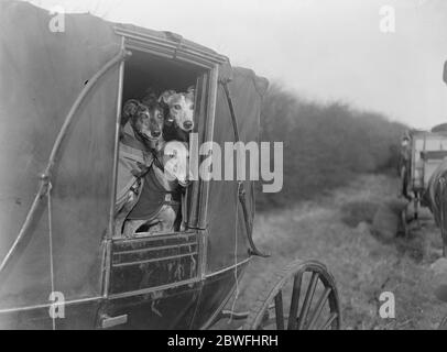 Où est le lièvre ? Des concurrents enthousiastes arrivent à Altcar pour la réunion de courtisans de la coupe Waterloo 19 février 1925 Banque D'Images