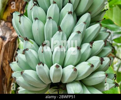 Bananes 'Blue Java' , également connu sous le nom de 'Ice Cream Banana Tree' mûrissant sur la plante, (Musa) f.Musaceae. Banque D'Images