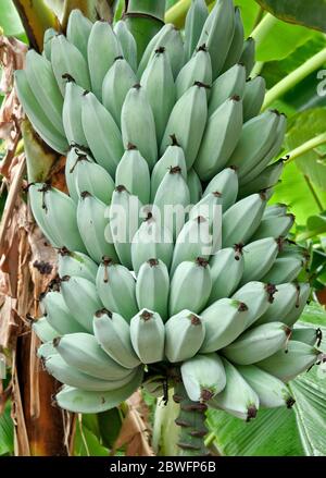 Bananes 'Blue Java' , également connu sous le nom de 'Ice Cream Banana Tree' mûrissante sur la plante, (Musa) f.Musaceae. Banque D'Images