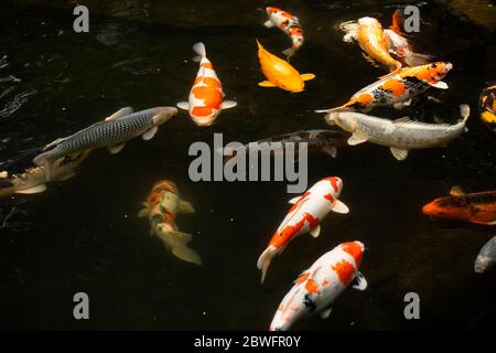 Gros plan de poissons Koi dans l'étang, jardin japonais, Portland, Oregon, États-Unis Banque D'Images