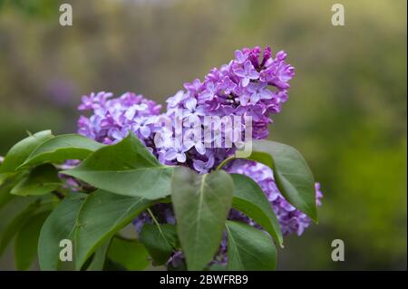 Fleurs de lilas pourpres fleuries par un jour couvert en mai en Nouvelle-Angleterre. Ils indiquent que le printemps est là. Banque D'Images