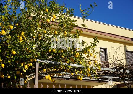Un citronnier en face d'une maison, pris près d'Agropoli, Campanie, Italie. Zitronenbaum Zitronen Zitrusfrüchte Citrus Banque D'Images