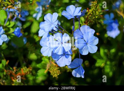 Gros plan magnifique bouquet de fleurs bleues Plumbago au soleil du matin Banque D'Images