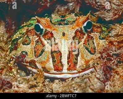 Grenouille à cornes juvéniles (Ceratophrys cranwelli), trouvée en Argentine, en Bolivie, au Brésil et au Paraguay. Banque D'Images