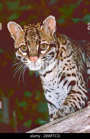 Femelle Ocelot (Leopardus pardalis) allant du Texas au nord de l'Argentine. Banque D'Images
