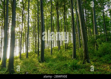 Paysage vert mystique avec des hêtres dans une forêt en été, des rayons de soleil se déversent dans les arbres de la forêt Banque D'Images