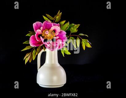 La belle et somptueuse pivoine d'arbre à fleurs en plein soufflé (Paeonia rockii ou Paeonia suffruticosa rockii) dans un vase blanc sur fond noir. A Banque D'Images