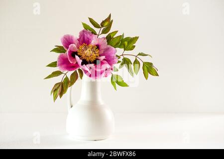 La belle et somptueuse pivoine d'arbre à fleurs pleine soufflé (Paeonia rockii ou Paeonia suffruticosa rockii) dans un vase blanc sur fond blanc. Un flo Banque D'Images