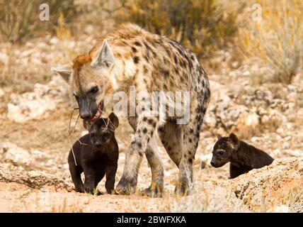 heyna et petits afrique, kgalagadi, kalahari Banque D'Images