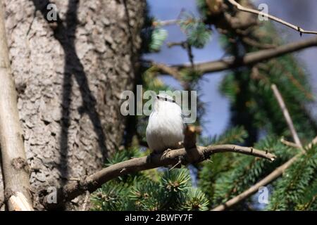 White-Breasted oiseau sittelle dans ses environs. Banque D'Images