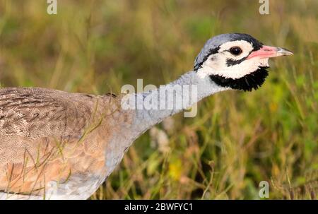 Bustard à ventre blanc ou korhaan à ventre blanc (Eupodotis senegalensis), zone de conservation de Ngorongoro, Tanzanie, Afrique Banque D'Images