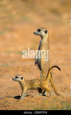 Deux meerkats ou survêtements (Suricata surigatta), Parc transfrontalier Kgalagadi, Namibie, Afrique Banque D'Images