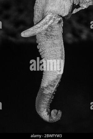 Tronc d'éléphant, Parc national d'Etosha, Namibie, Afrique Banque D'Images