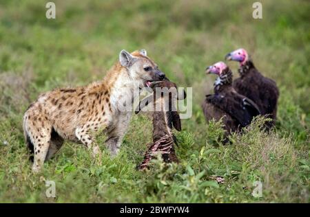 Hyène tachetée (Crocuta crocuta) avec proies et vautours, zone de conservation de Ngorongoro, Tanzanie, Afrique