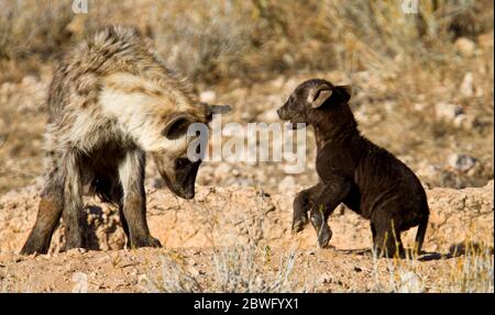 heyna et petits afrique, kgalagadi, kalahari Banque D'Images