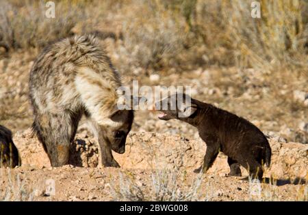 heyna et petits afrique, kgalagadi, kalahari Banque D'Images