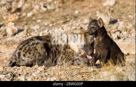 heyna et petits afrique, kgalagadi, kalahari Banque D'Images