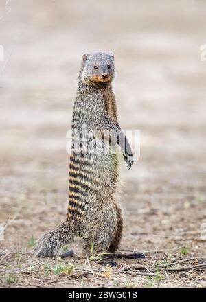 Mongoose baguée (Mungos mungo) debout sur les pattes arrière, zone de conservation de Ngorongoro, Tanzanie, Afrique Banque D'Images