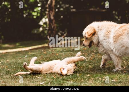 Mignon Golden retriever chiot allongé sur le dos jouant avec mélangé chien de race Banque D'Images