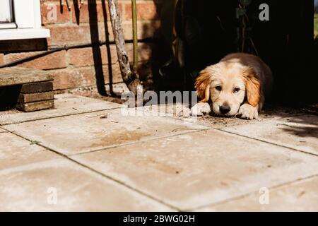 Mignon petit chiot doré retriever labrador allongé sur le patio Banque D'Images