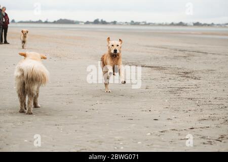 Golden Retriever labrador en train de courir vers un appareil photo sur la plage Banque D'Images