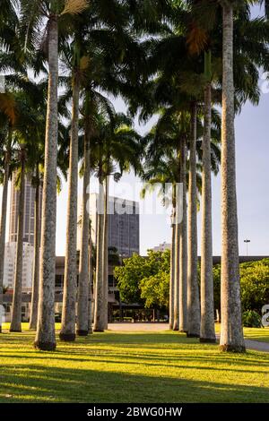 Belle vue sur les palmiers impériaux et les remparts du centre-ville à l'arrière, Rio de Janeiro, Brésil Banque D'Images