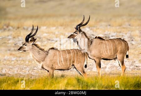 Deux antilopes mâles de grande race (Tragelaphus strepsiceros), Parc national d'Etosha, Namibie, Afrique Banque D'Images
