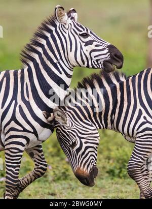 Deux zèbres de burchells (Equus quagga burchellii), zone de conservation de Ngorongoro, Tanzanie, Afrique Banque D'Images