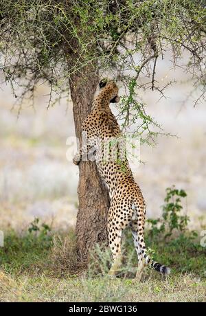 Cheetah (Acinonyx jubatus) arbre d'escalade, zone de conservation de Ngorongoro, Tanzanie, Afrique Banque D'Images