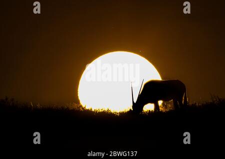 Silhouette de gemsbok ou d'oryx (Oryx gazella) mâle paissant au coucher du soleil, Sossusvlei, Namibie, Afrique Banque D'Images