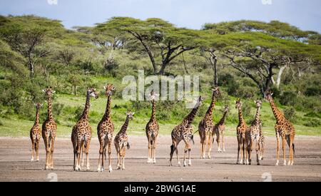 Troupeau de girafes Masai (Giraffa camelopardalis tippelskirchii), zone de conservation de Ngorongoro, Tanzanie, Afrique Banque D'Images