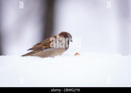 Gros plan une femme arrow de plumes soufflée, mangeant de la neige et la laisse autour de son mont.pendant la saison d'hiver Banque D'Images