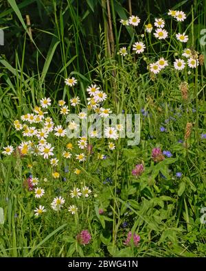 Beaucoup de fleurs sauvages colorées dans un pré vert, y compris des pâquerettes, des trèfle pourpre et des fleurs plantain Banque D'Images