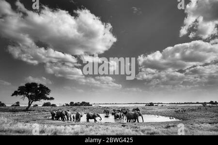 Troupeau d'éléphants au waterhole, Etosha National Park, Namibie, Afrique Banque D'Images