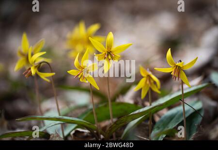 Gros plan de petites fleurs sauvages jaunes qui poussent sur le plancher de la forêt. Banque D'Images