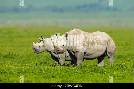 Rhinocéros noirs ou rhinocéros à lèvres accrochantées (Diceros bicornis), zone de conservation de Ngorongoro, Tanzanie, Afrique Banque D'Images