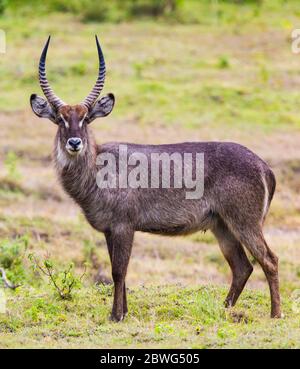 Le buck commun (Kobus ellipsiprymnus) regardant la caméra, Parc national d'Arusha, Tanzanie, Afrique Banque D'Images