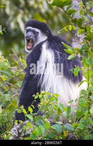 Singe colobus noir et blanc, Parc national d'Arusha, Tanzanie, Afrique Banque D'Images