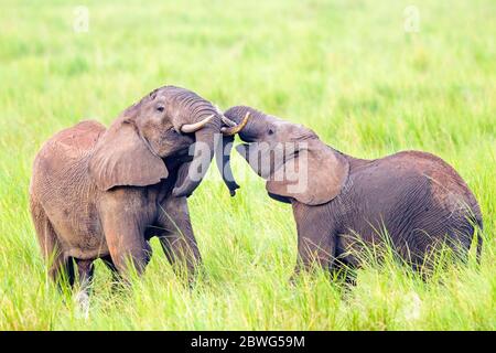 Deux éléphants africains (Loxodonta africana) se battant, Parc national de Tarangire, Tanzanie, Afrique Banque D'Images