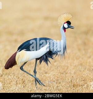 Grue à couronne grise (Balearia regulorum), zone de conservation de Ngorongoro, Tanzanie, Afrique Banque D'Images