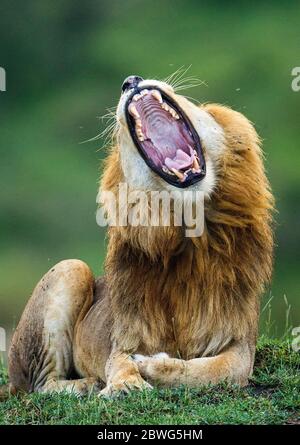 Le rugissement de lion mâle (Panthera leo), zone de conservation de Ngorongoro, Tanzanie, Afrique Banque D'Images