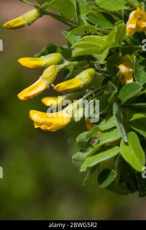 CARAGANA arborescens arbustes ou petits arbres Banque D'Images