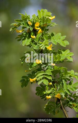 CARAGANA arborescens arbustes ou petits arbres Banque D'Images