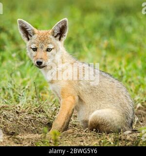 Golden Jackal (Canis aureus) Puppy, Ngorongoro Crater, Tanzanie, Afrique Banque D'Images