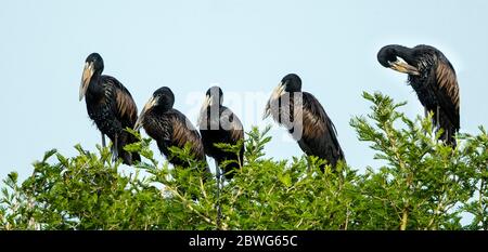 Groupe de projets de loi pantaïenne africaine (Anastomus laméligerus) sur l'arbre, zone de conservation de Ngorongoro, Tanzanie, Afrique Banque D'Images