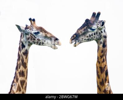 Deux girafes Masai (Giraffa camelopardalis tippelskirchii), zone de conservation de Ngorongoro, Tanzanie, Afrique Banque D'Images