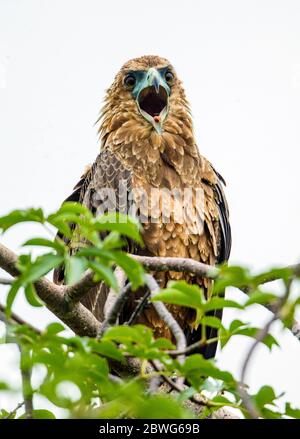 Aigle Tawny (Aquila rapax) perçant sur un arbre, zone de conservation de Ngorongoro, Tanzanie, Afrique Banque D'Images